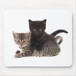 Tapis De Souris tabby kitten black kitten