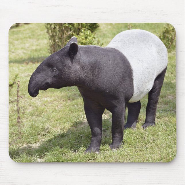 Tapis De Souris Tapir malais sur l'herbe (Devant)
