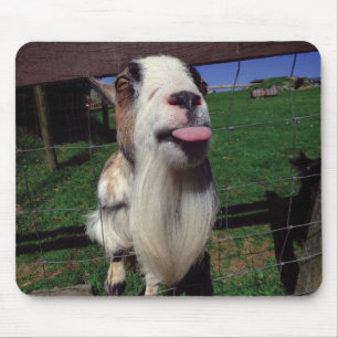 Tapis De Souris Tapis effronté de souris de chèvre