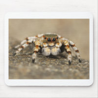 Tarantula Jumping Bird Spider fantastiques accesso