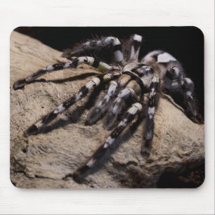 Tapis De Souris Tarantula ornementale indienne