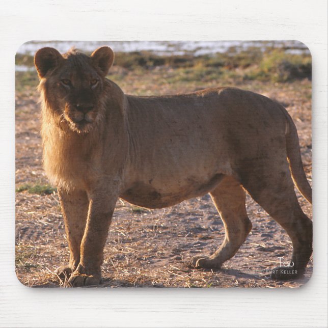 Tapis De Souris Tau, Lion, Photo (Devant)