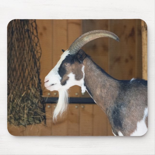 Tapis De Souris Tauernschecken-Ziege (Devant)