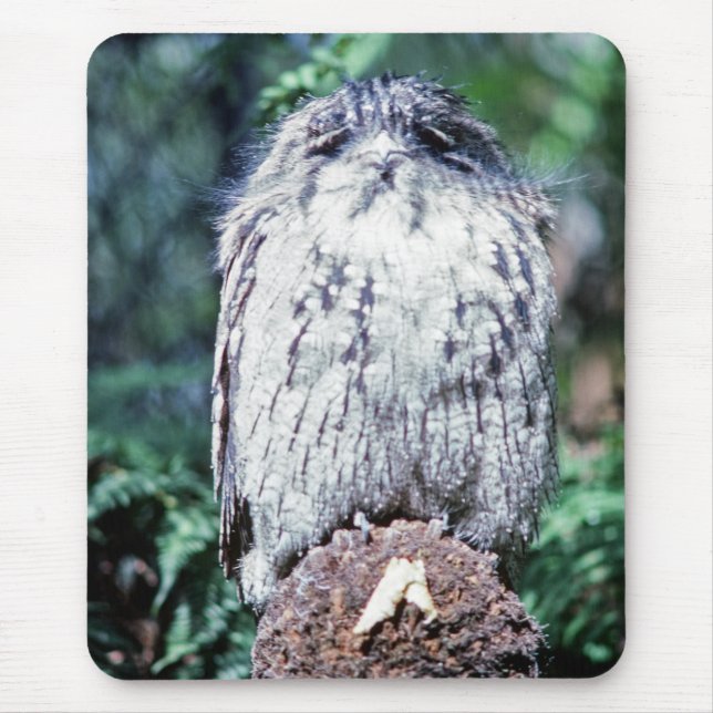 Tapis De Souris Tawny Frogmouth, Tasmanie - Australie (Devant)