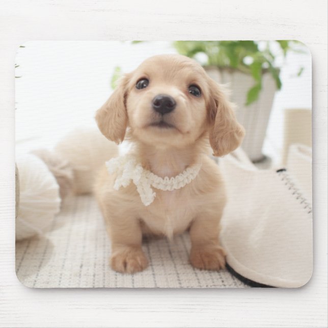 Tapis De Souris Teckel miniature (Devant)