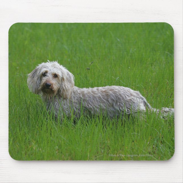 Tapis De Souris Teckel standard à poils durs dans l'herbe (Devant)