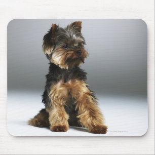 Tapis De Souris Terrier de Yorkshire, plan rapproché