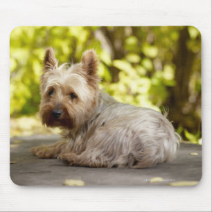 Tapis De Souris Terrier des Etats-Unis, le Colorado, Yorkshire se