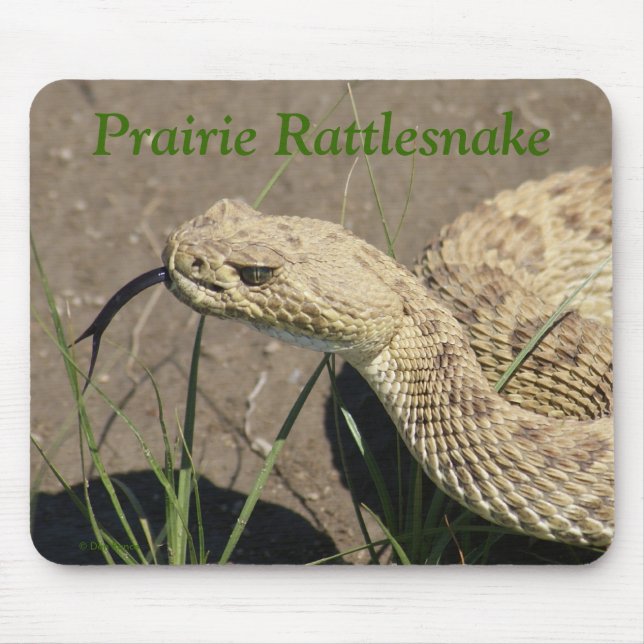 Tapis De Souris Tête de serpent à sonnette de prairie R8 (Devant)