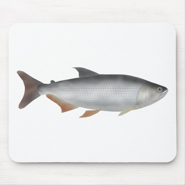 Tapis De Souris Tiete tetra (Devant)