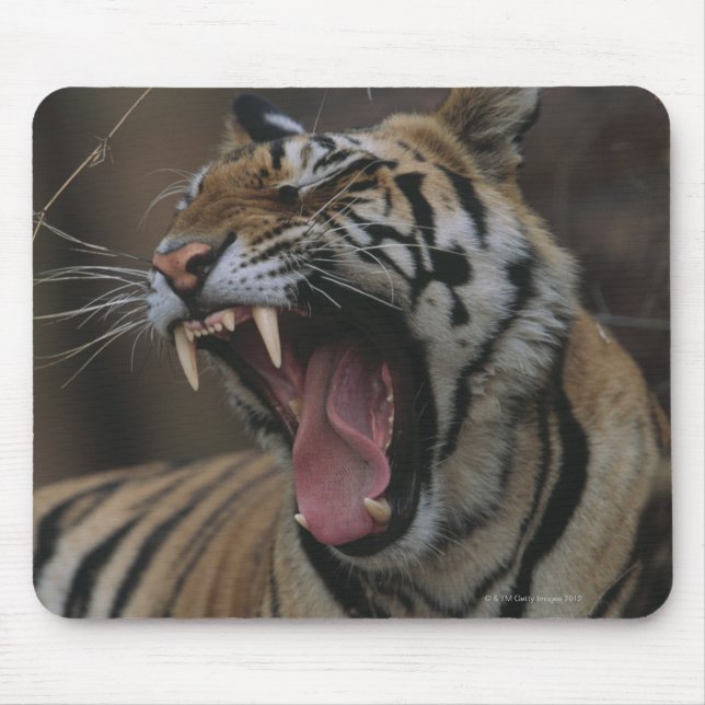 Tapis De Souris Tiger Cub Yawning (Devant)