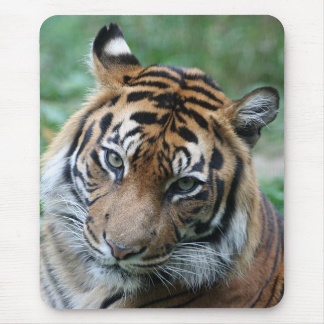 Tapis De Souris Tigre 013 (Devant)
