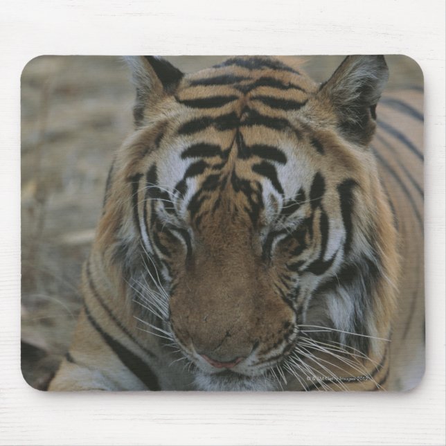 Tapis De Souris Tigre couchant (Devant)