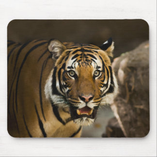 Tapis De Souris Tigre de Sibérie
