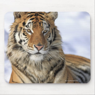 Tapis De Souris Tigre de Sibérie, Panthera tigris altaica, Asie
