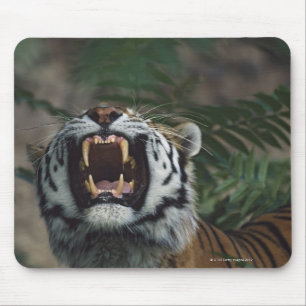 Tapis De Souris Tigre de Sibérie (Panthera Tigris) Bares Fangs