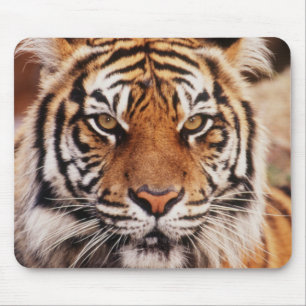 Tapis De Souris Tigre de Sumatra