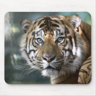Tapis De Souris Tigre de Sumatra mâle (Panthera tigris sumatrae)