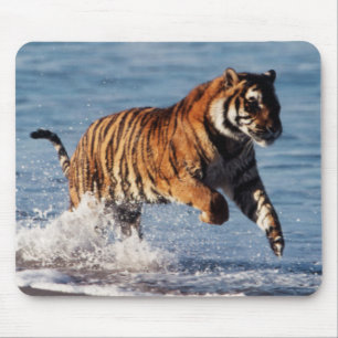 Tapis De Souris Tigre du Bengale (Panthera Tigris)