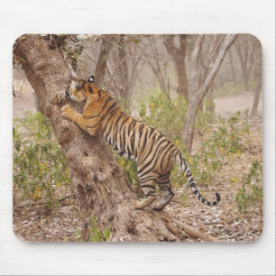 Tapis De Souris Tigre du Bengale royal grimpant à l'arbre,