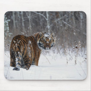 Tapis De Souris Tigre (Panthera le Tigre) se tenant dans la neige