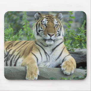 Tapis De Souris Tigre sibérien