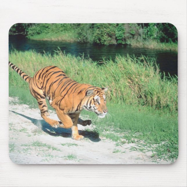 Tapis De Souris Tigre sur le chemin (Devant)