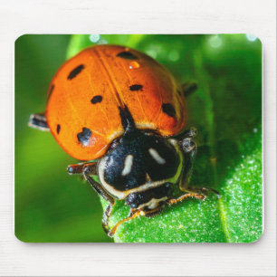 Tapis De Souris Tiny Traveler : coccinelle sur une feuille de faun