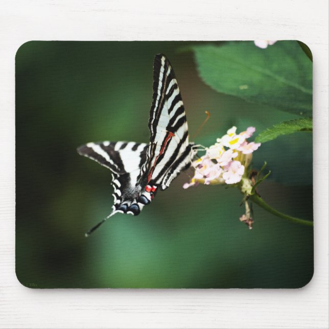 Tapis De Souris Tiny Zebra Mousepad (Devant)