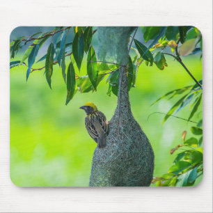Tapis De Souris Tisserin de Baya, Oiseau, Oiseau de Weaverbird