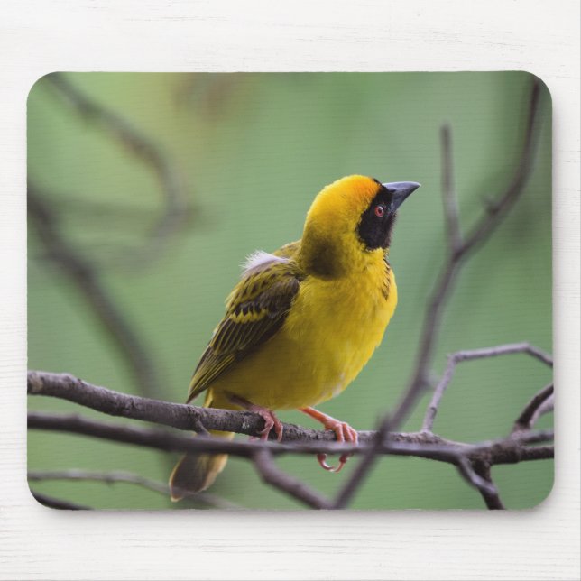 Tapis De Souris Tisserin, Oiseau, Jaune (Devant)