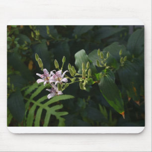 Tapis De Souris Toad Lily Dans La Lumière.