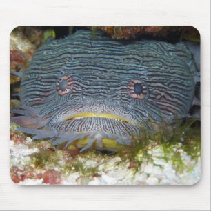 Tapis De Souris Toadfish nous regardant
