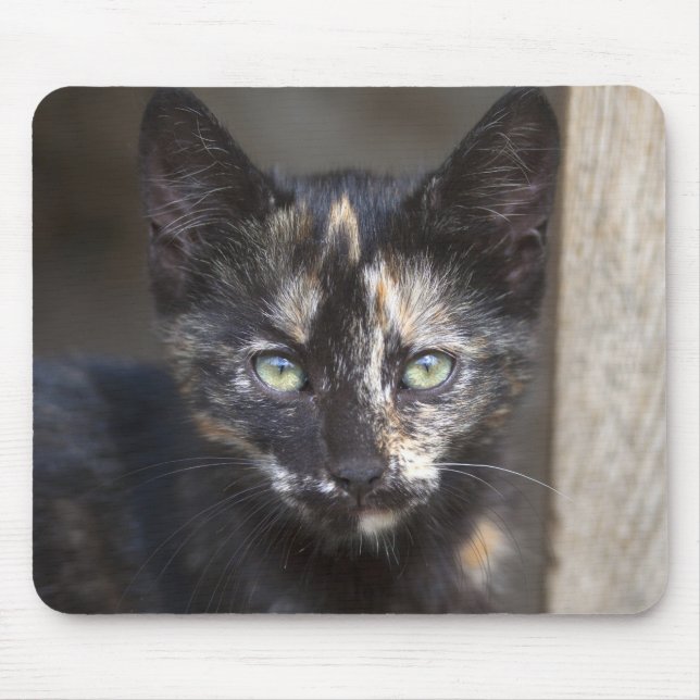 Tapis De Souris Tortoiseshell Kitten (Devant)