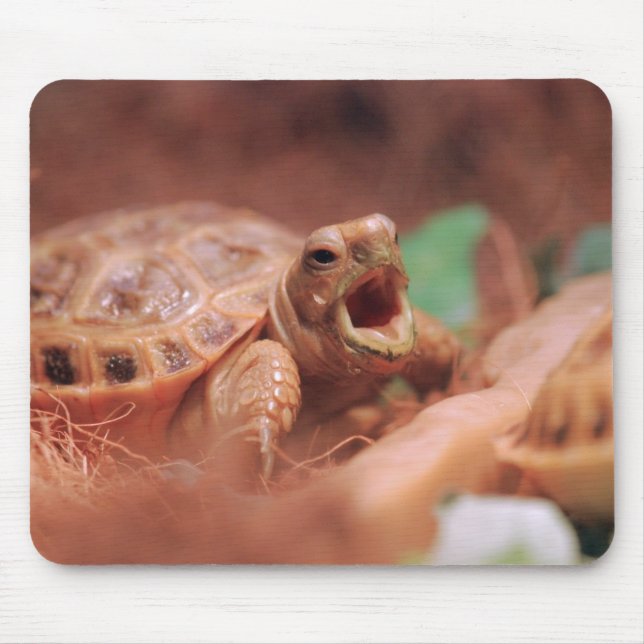 Tapis De Souris Tortue (Devant)