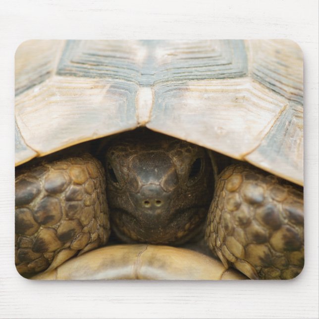 Tapis De Souris Tortue (Devant)