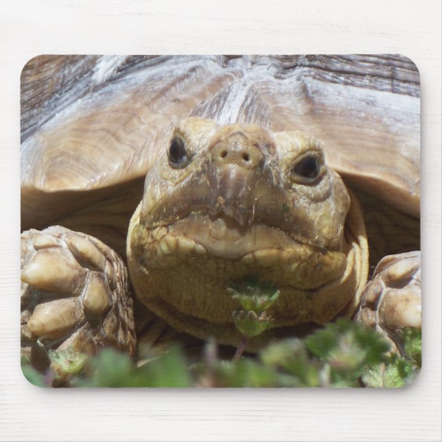 Tapis De Souris Tortue de Sulcata (Devant)