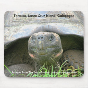 Tapis De Souris Tortue, île de Santa Cruz, Galapagos