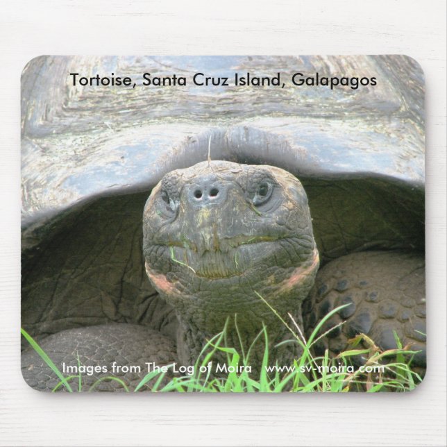 Tapis De Souris Tortue, île de Santa Cruz, Galapagos (Devant)