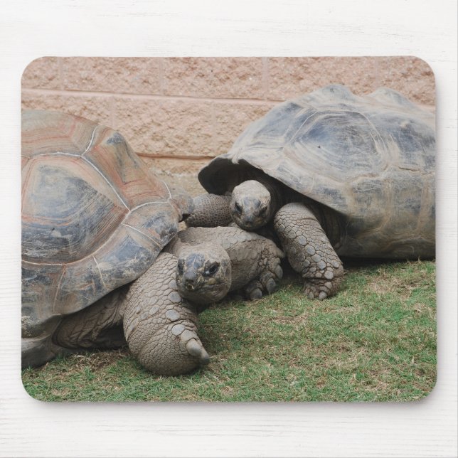 Tapis De Souris tortues géantes (Devant)