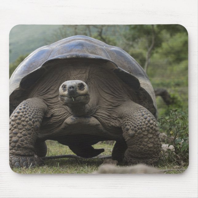 Tapis De Souris Tortues géantes des Galapagos Geochelone (Devant)