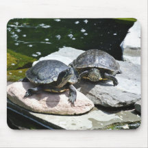 Tortues jumelles -