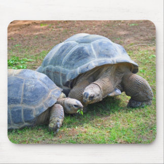 Tapis De Souris Tortues Mousepad d'Aldabra