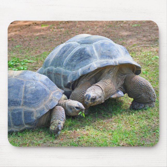 Tapis De Souris Tortues Mousepad d'Aldabra (Devant)