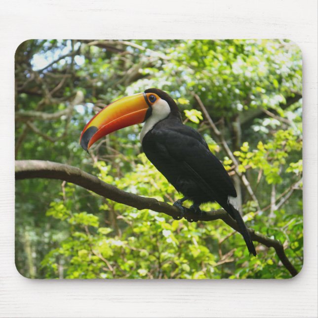 Tapis De Souris toucan, oiseau, exotique (Devant)