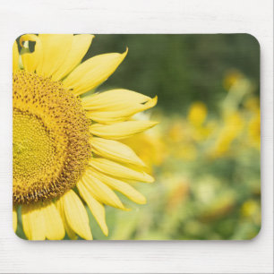 Tapis De Souris Tournesol le jour du soleil
