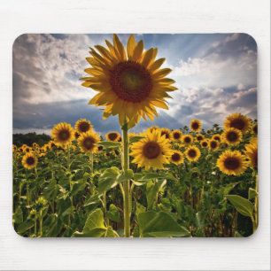 Tapis De Souris Tournesols