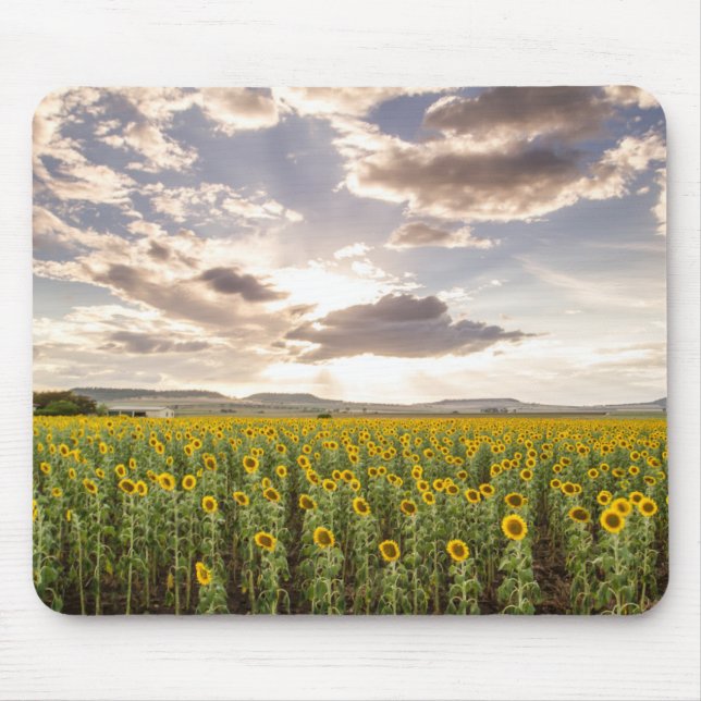Tapis De Souris Tournesols au coucher du soleil (Devant)