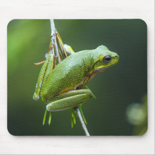 Tapis De Souris Tree Frog