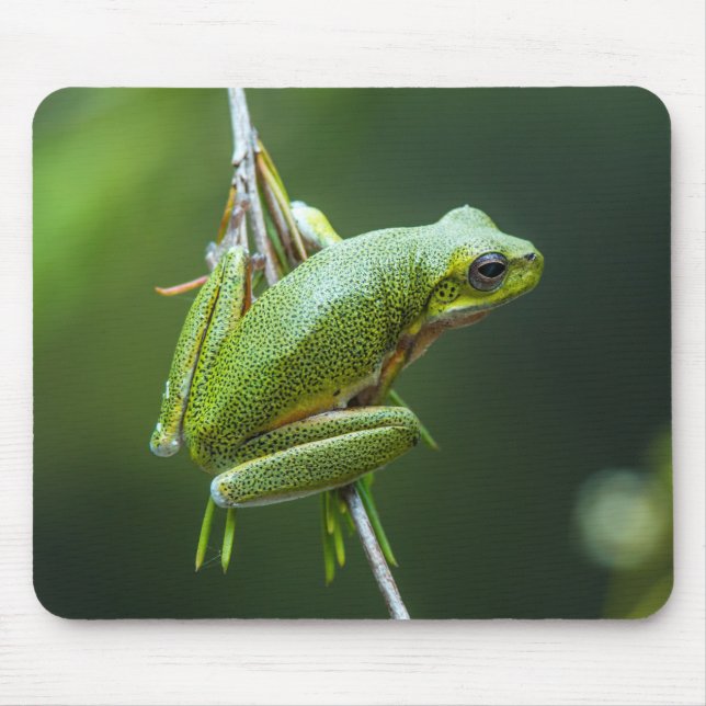 Tapis De Souris Tree Frog (Devant)